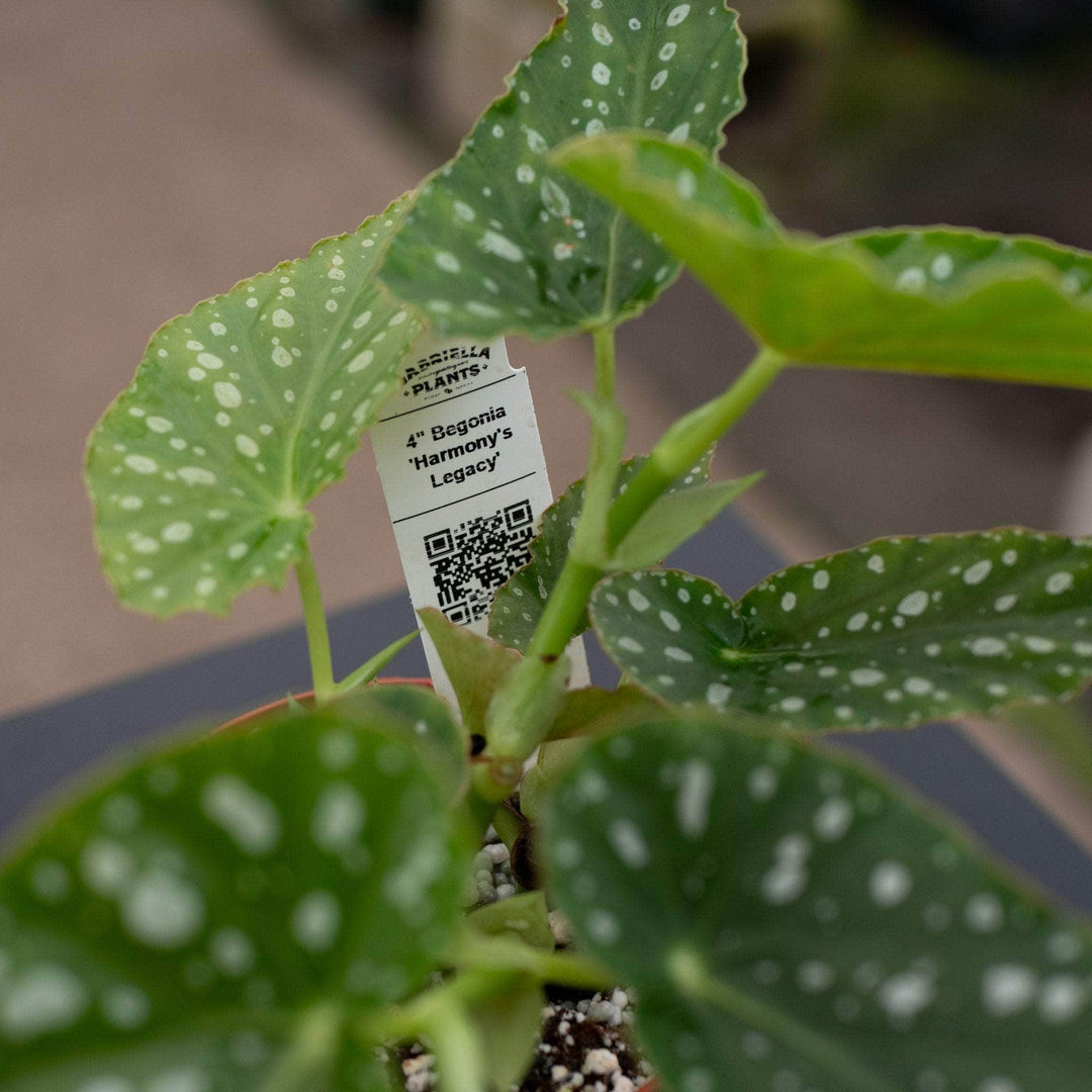 Gabriella Plants Begonia 4" Begonia 'Harmony's Legacy'