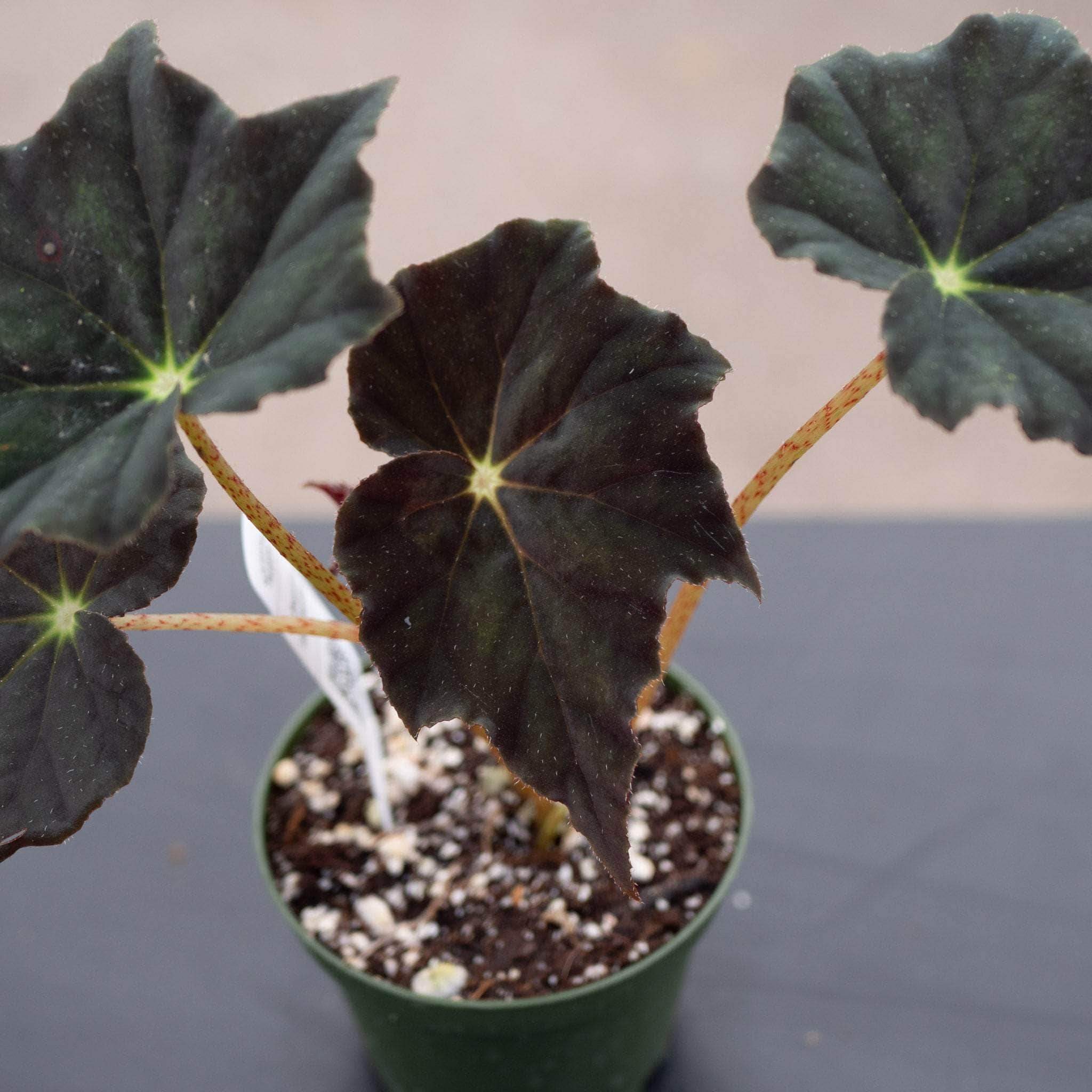 Gabriella Plants Begonia 4