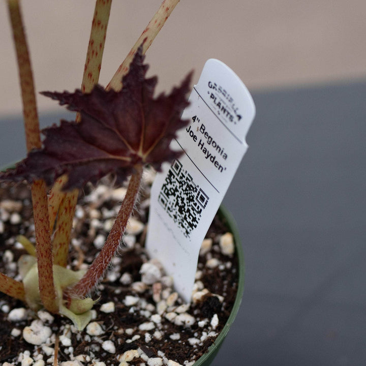 Gabriella Plants Begonia 4" Begonia 'Joe Hayden'