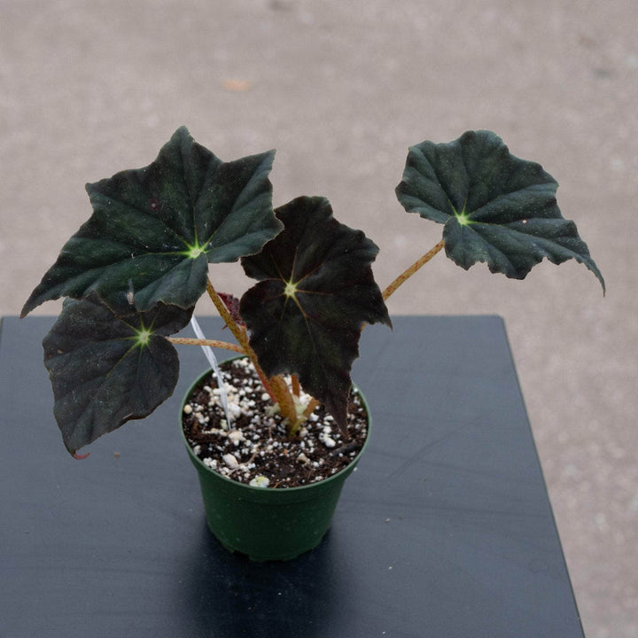 Gabriella Plants Begonia 4" Begonia 'Joe Hayden'