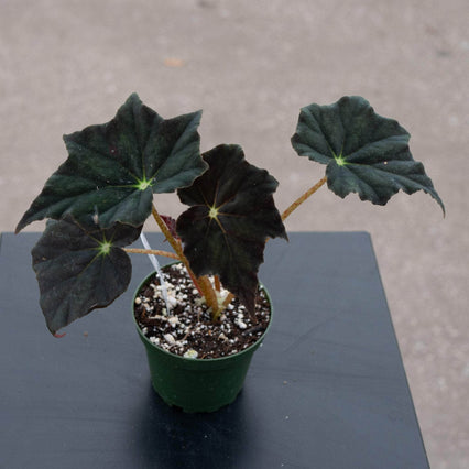 Gabriella Plants Begonia 4