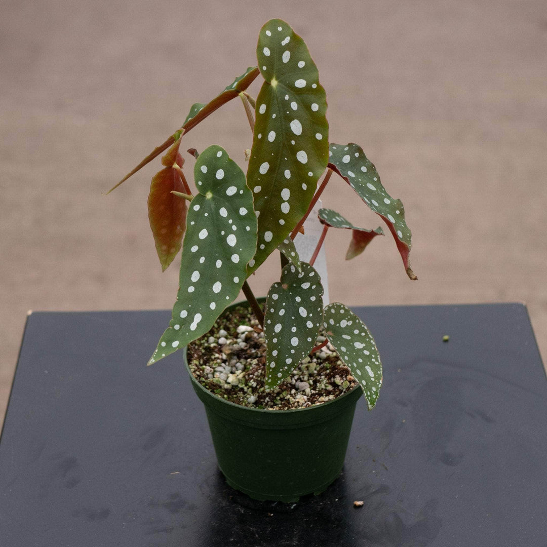 Begonia listada - Gabriella Plants