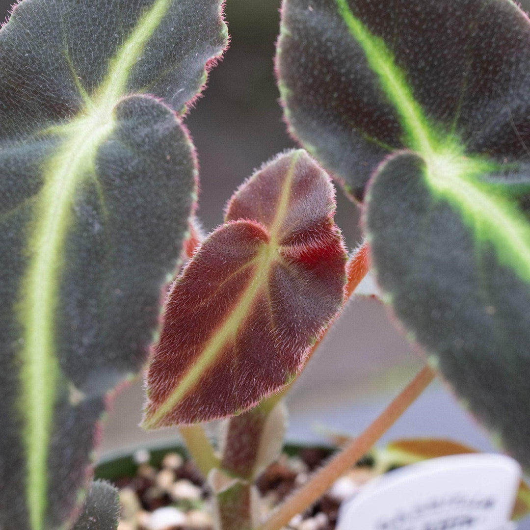 Gabriella Plants Begonia 4" Begonia listada