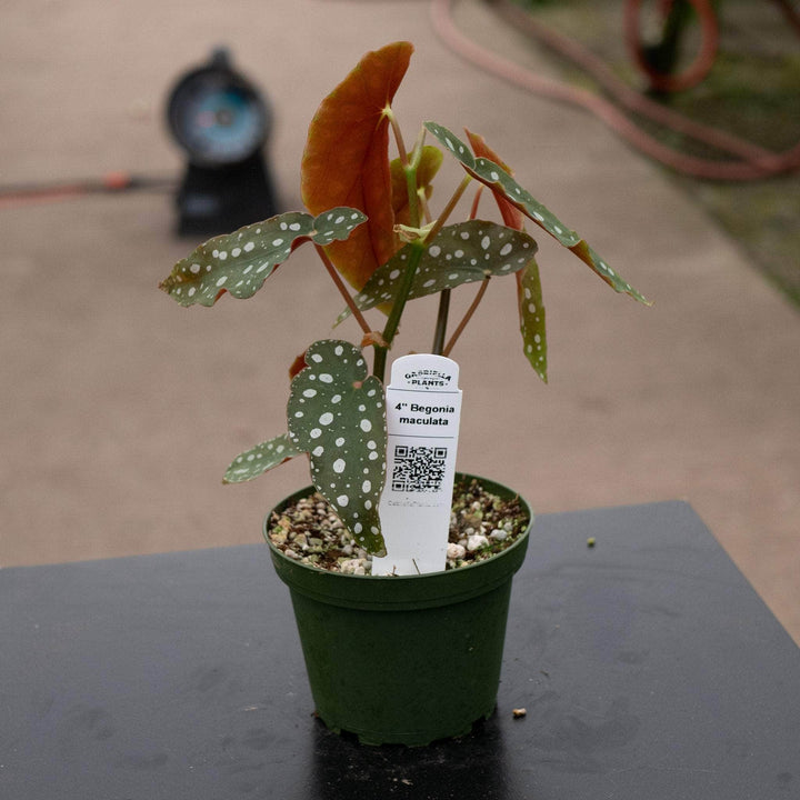 Gabriella Plants Begonia 4" Begonia maculata