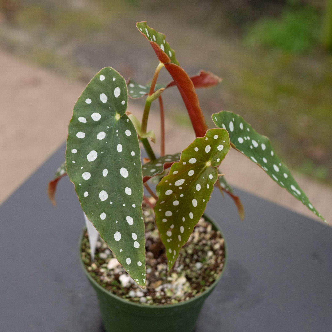 Gabriella Plants Begonia 4" Begonia maculata