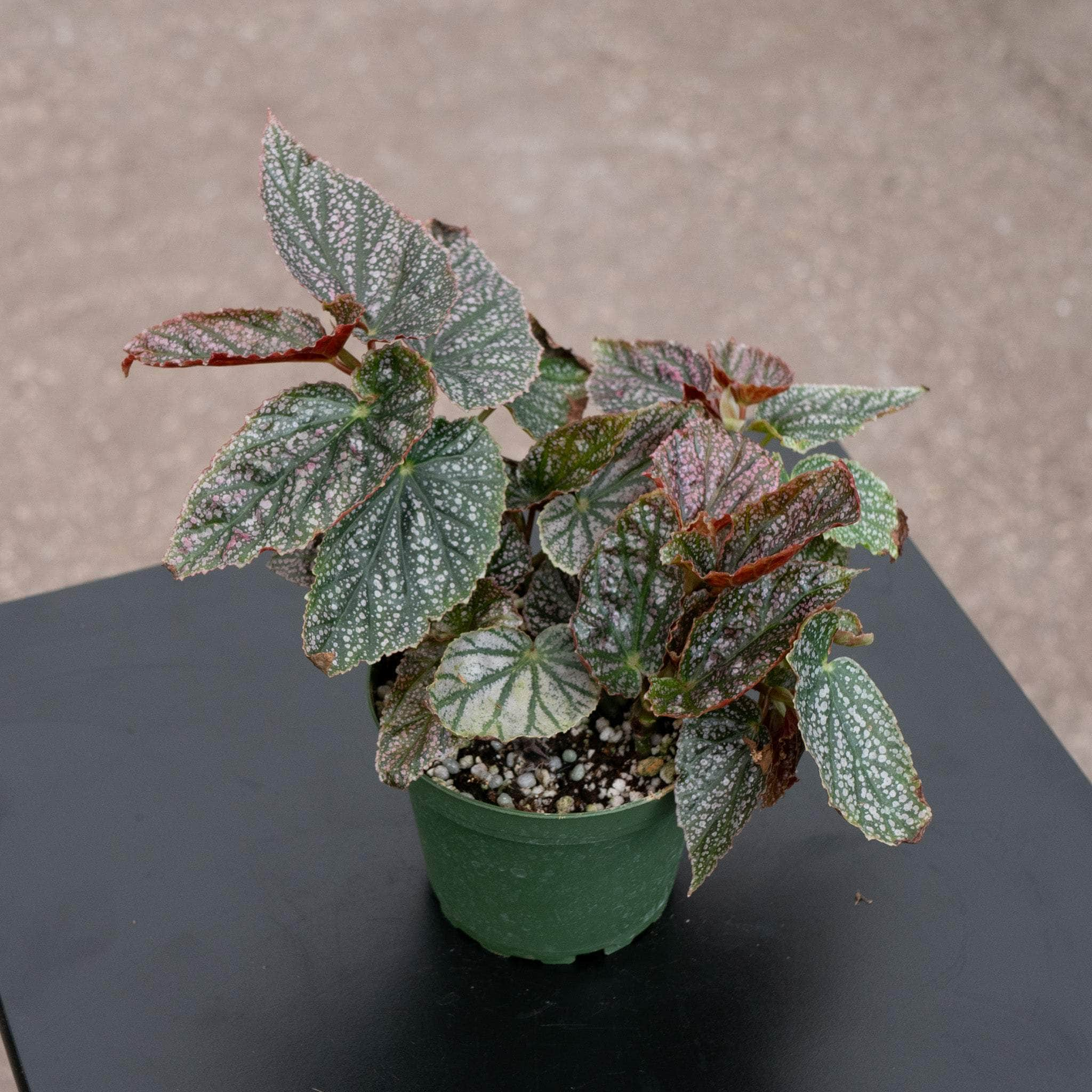 Gabriella Plants Begonia 4