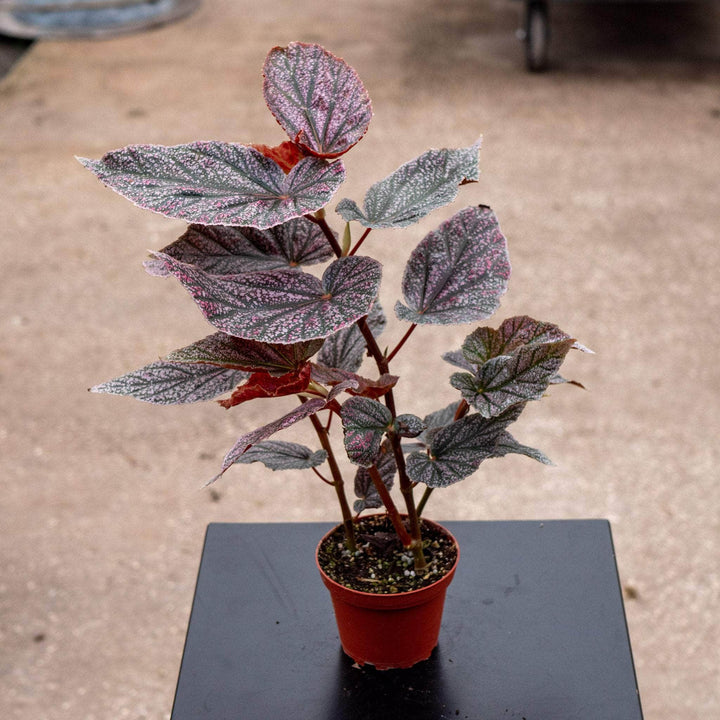 Gabriella Plants Begonia 4" Begonia 'Maurice Amey'