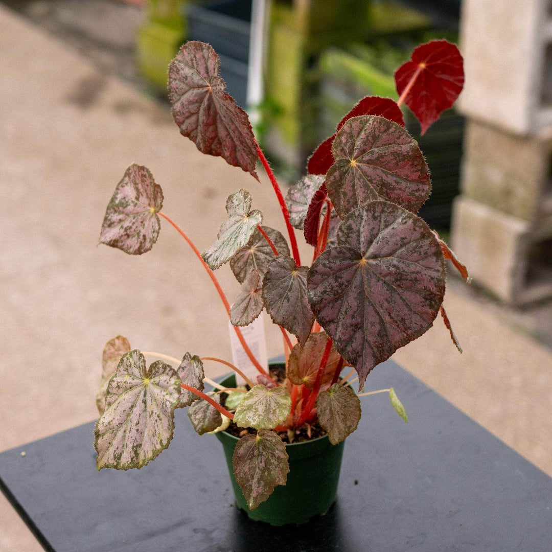 Gabriella Plants Begonia 4" Begonia 'Passing Storm'