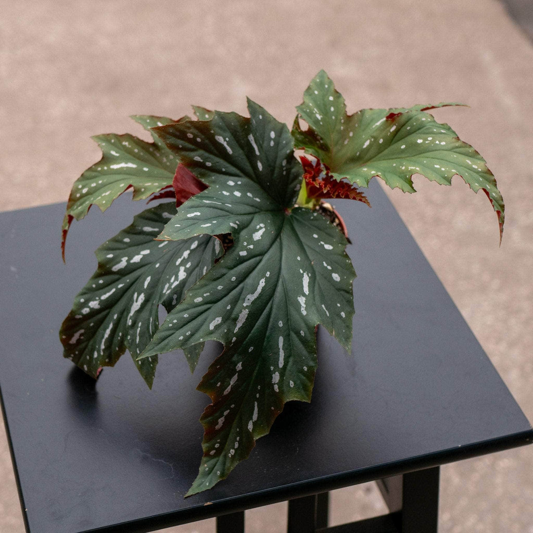 Gabriella Plants Begonia 4" Begonia 'Pink Spot Lucerne'