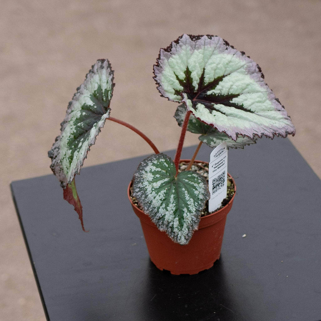 Gabriella Plants Begonia 4" Begonia rex 'Harmony's Fire Woman'