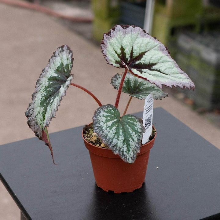 Gabriella Plants Begonia 4" Begonia rex 'Harmony's Fire Woman'