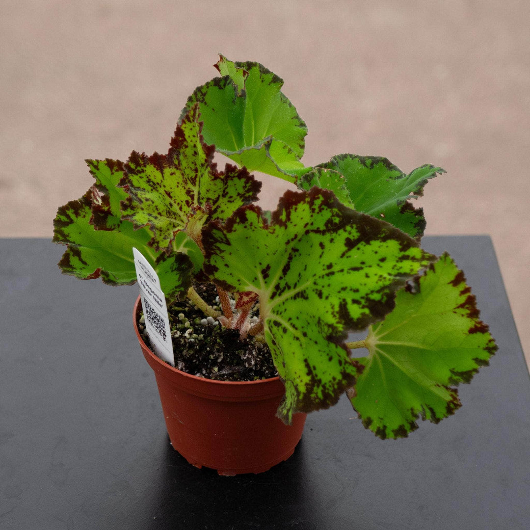 Gabriella Plants Begonia 4" Begonia 'River Nile'