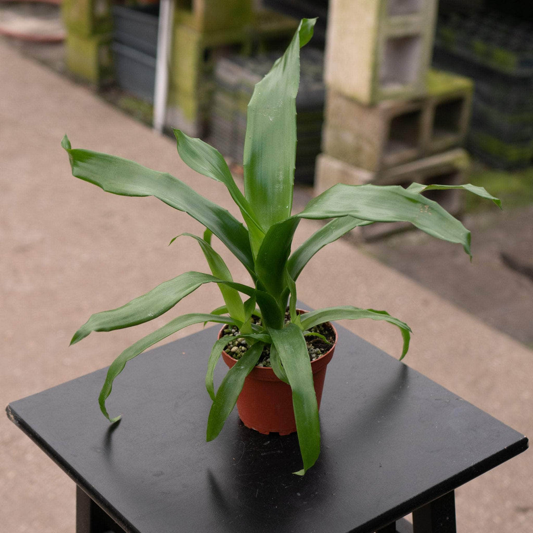 Gabriella Plants Bromeliad 4" Bromeliad Aechmea fasciata 'Silver Urn'