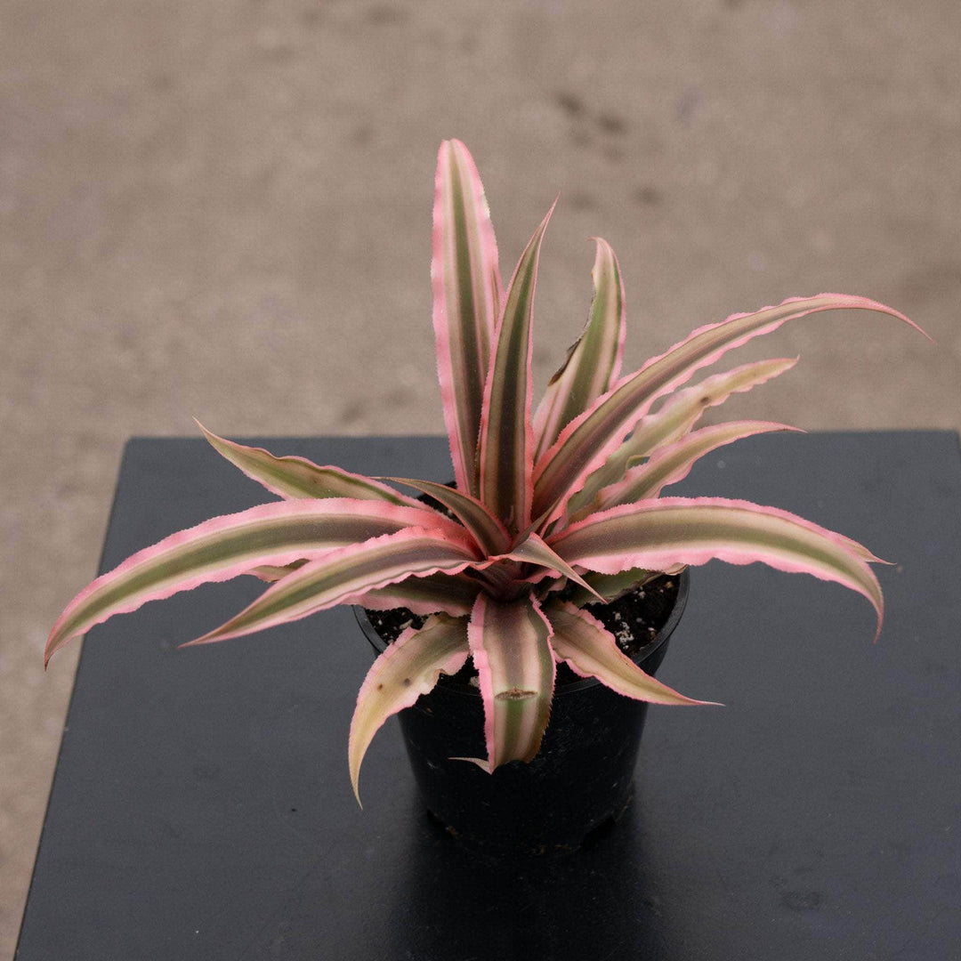 Gabriella Plants Bromeliad 4" Bromeliad Cryptanthus 'Peach Star'