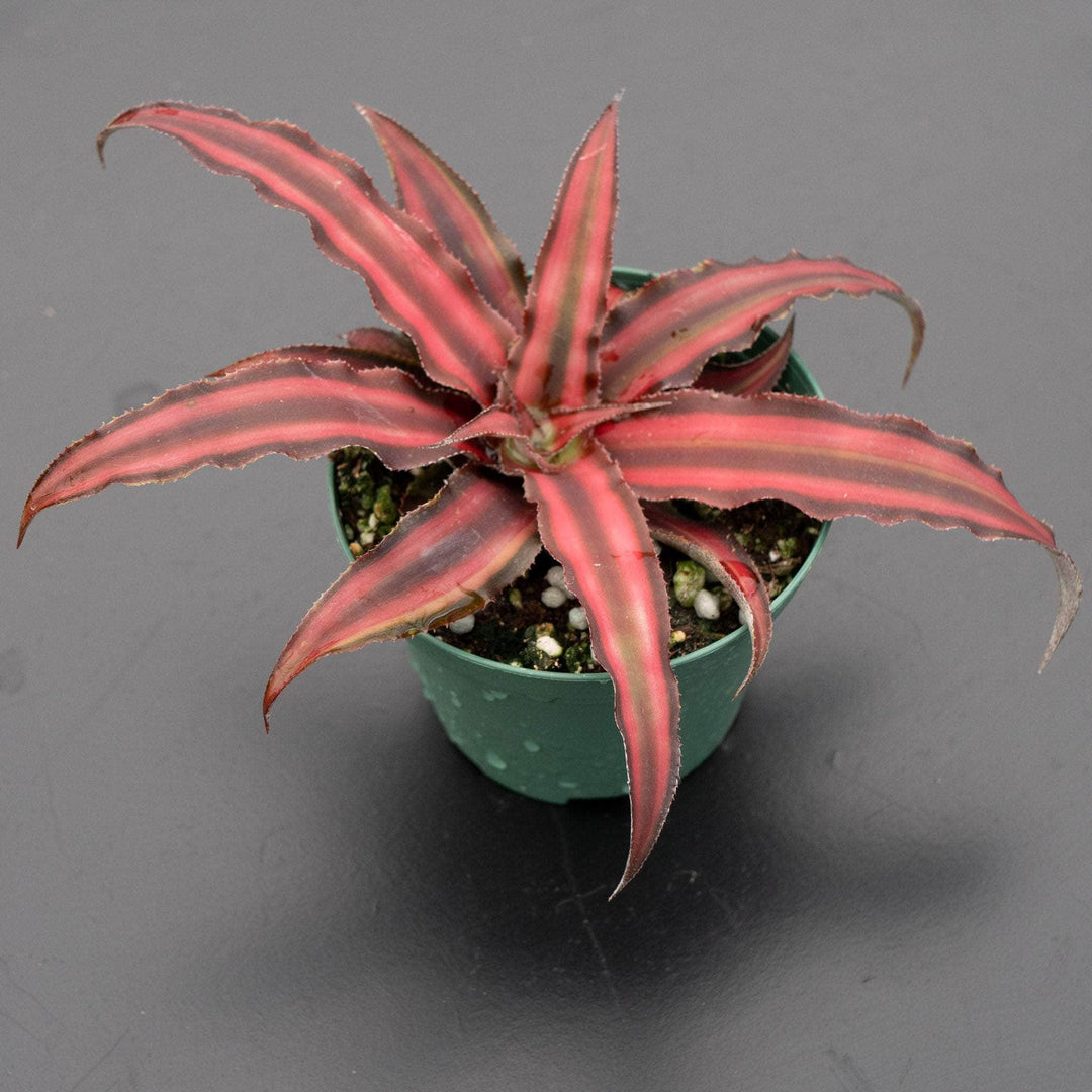 Gabriella Plants Bromeliad 3” Bromeliad Cryptanthus 'Red Star'