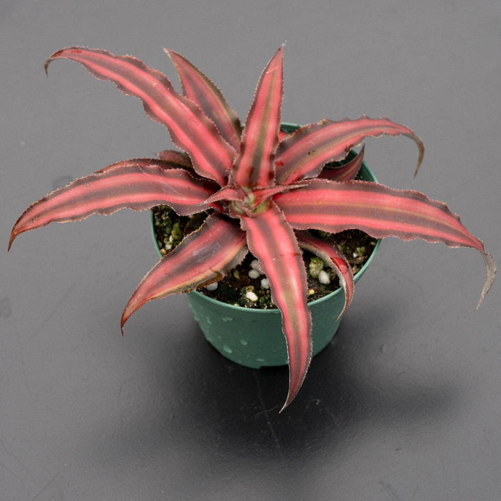 Gabriella Plants Bromeliad 3” Bromeliad Cryptanthus 'Red Star'