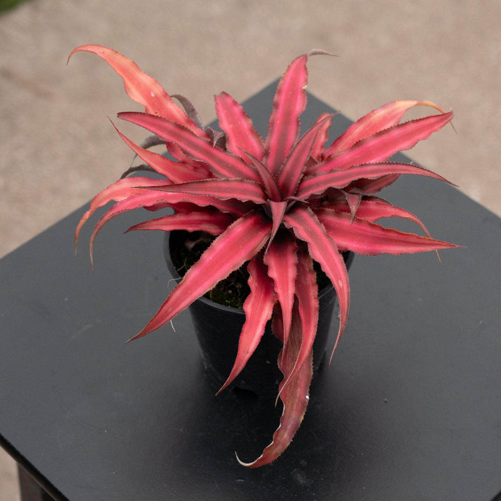 Gabriella Plants Bromeliad 4" Bromeliad Cryptanthus 'Red Star'