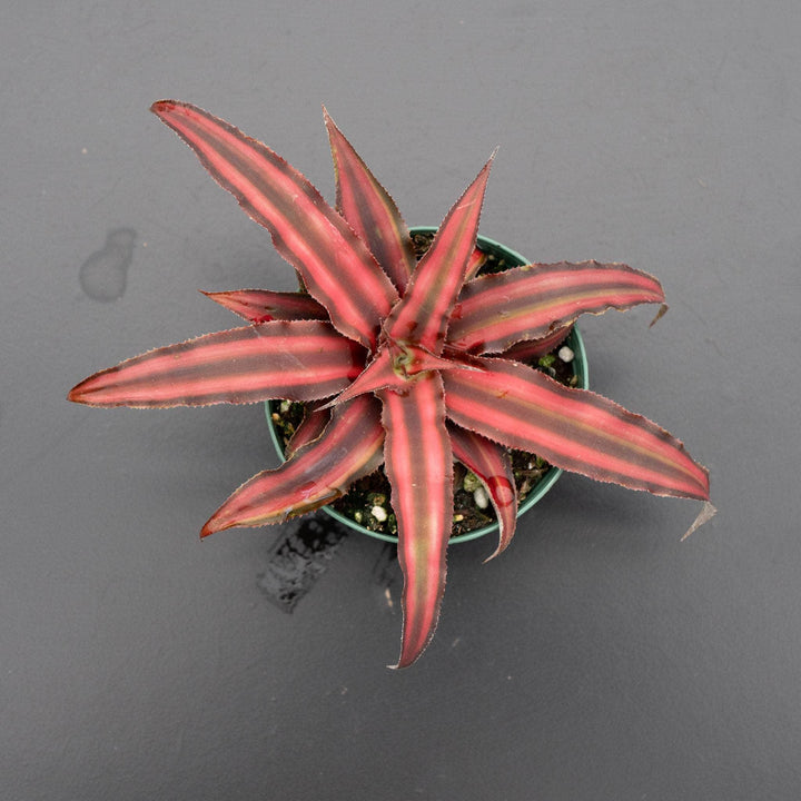 Gabriella Plants Bromeliad Bromeliad Cryptanthus 'Red Star'