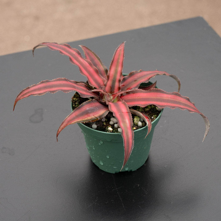 Gabriella Plants Bromeliad Bromeliad Cryptanthus 'Red Star'