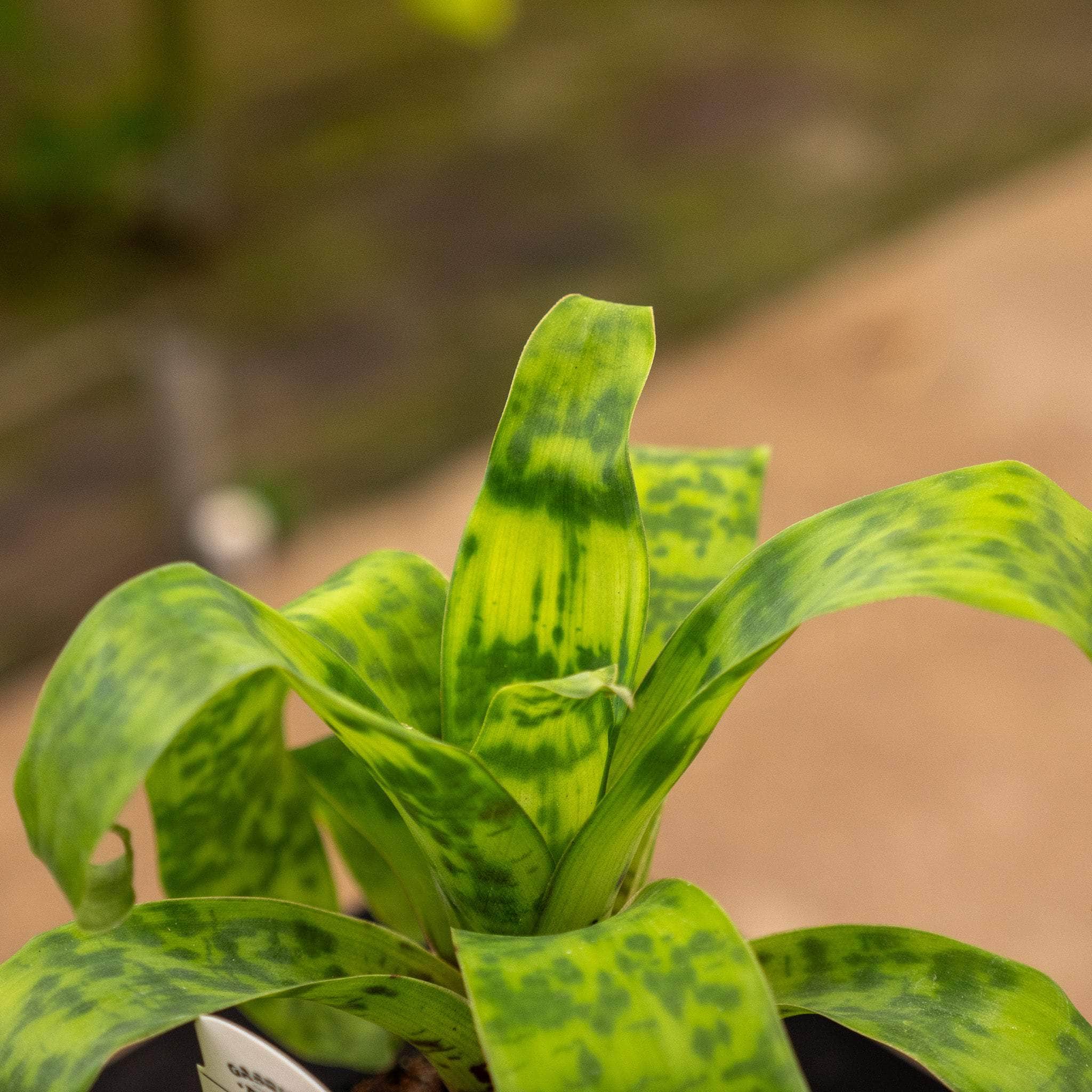 Bromeliad Vriesea ospinae var. gruberi Gabriella Magic\' - Plants \'Hawaiian