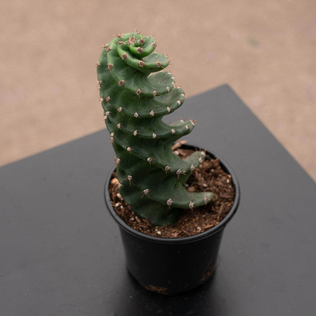 Gabriella Plants Succulent/Cactus 4" Cactus Cereus forbesii 'Spiralis'