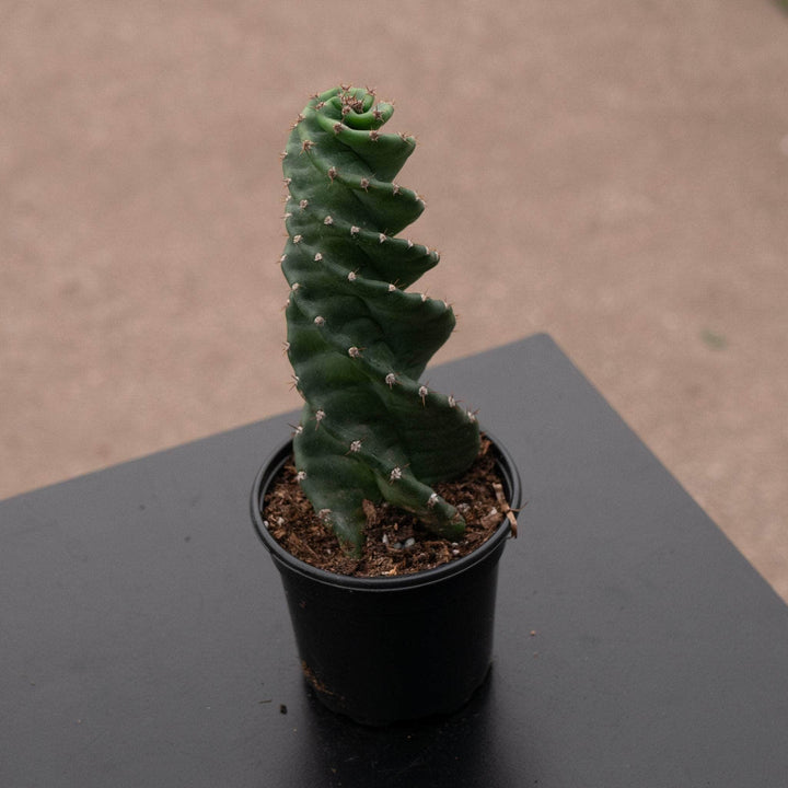 Gabriella Plants Succulent/Cactus 4" Cactus Cereus forbesii 'Spiralis'