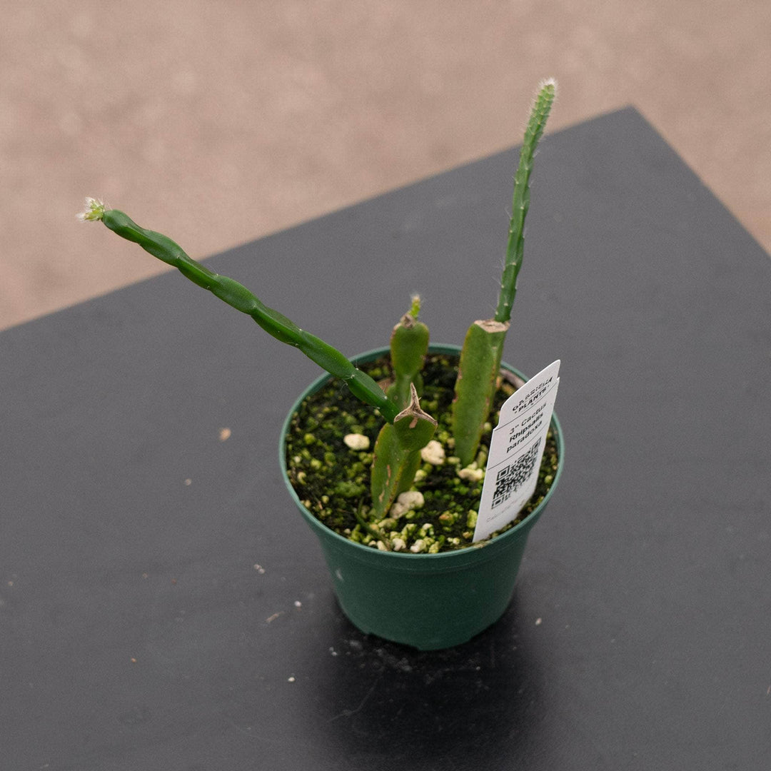 Gabriella Plants 3" Cactus Rhipsalis paradoxa