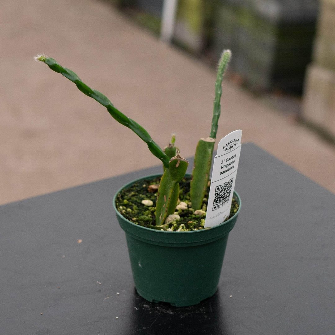 Gabriella Plants 3" Cactus Rhipsalis paradoxa