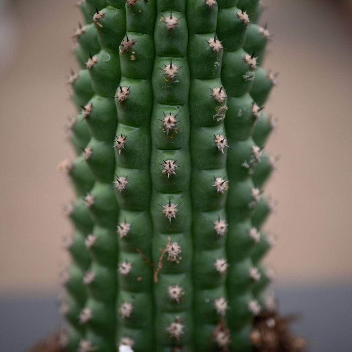 Gabriella Plants Succulent/Cactus 4" Cactus Trichocereus brevispinulosus