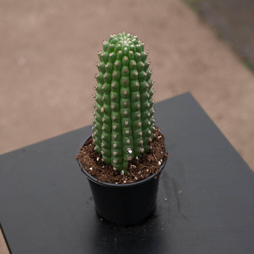 Gabriella Plants Succulent/Cactus 4" Cactus Trichocereus brevispinulosus