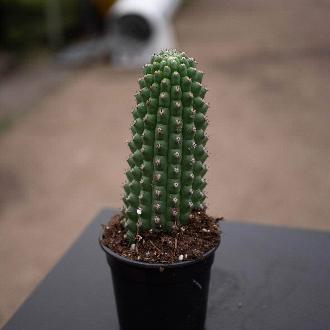 Gabriella Plants Succulent/Cactus 4" Cactus Trichocereus brevispinulosus