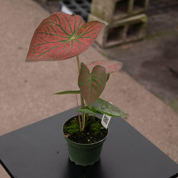 Gabriella Plants Caladium 4" Caladium bicolor 'Fallen City’