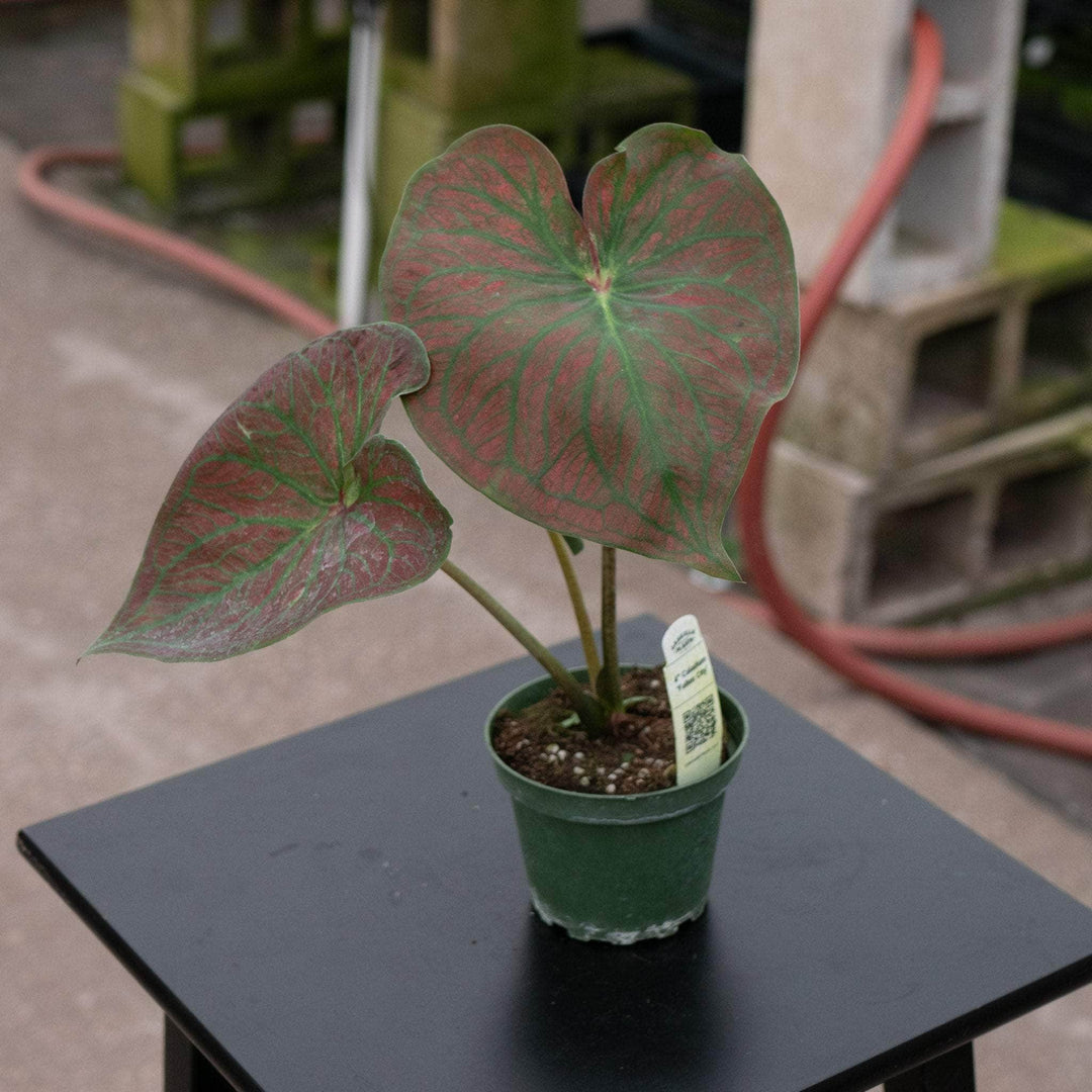 Gabriella Plants Caladium 4" Caladium bicolor 'Fallen City’