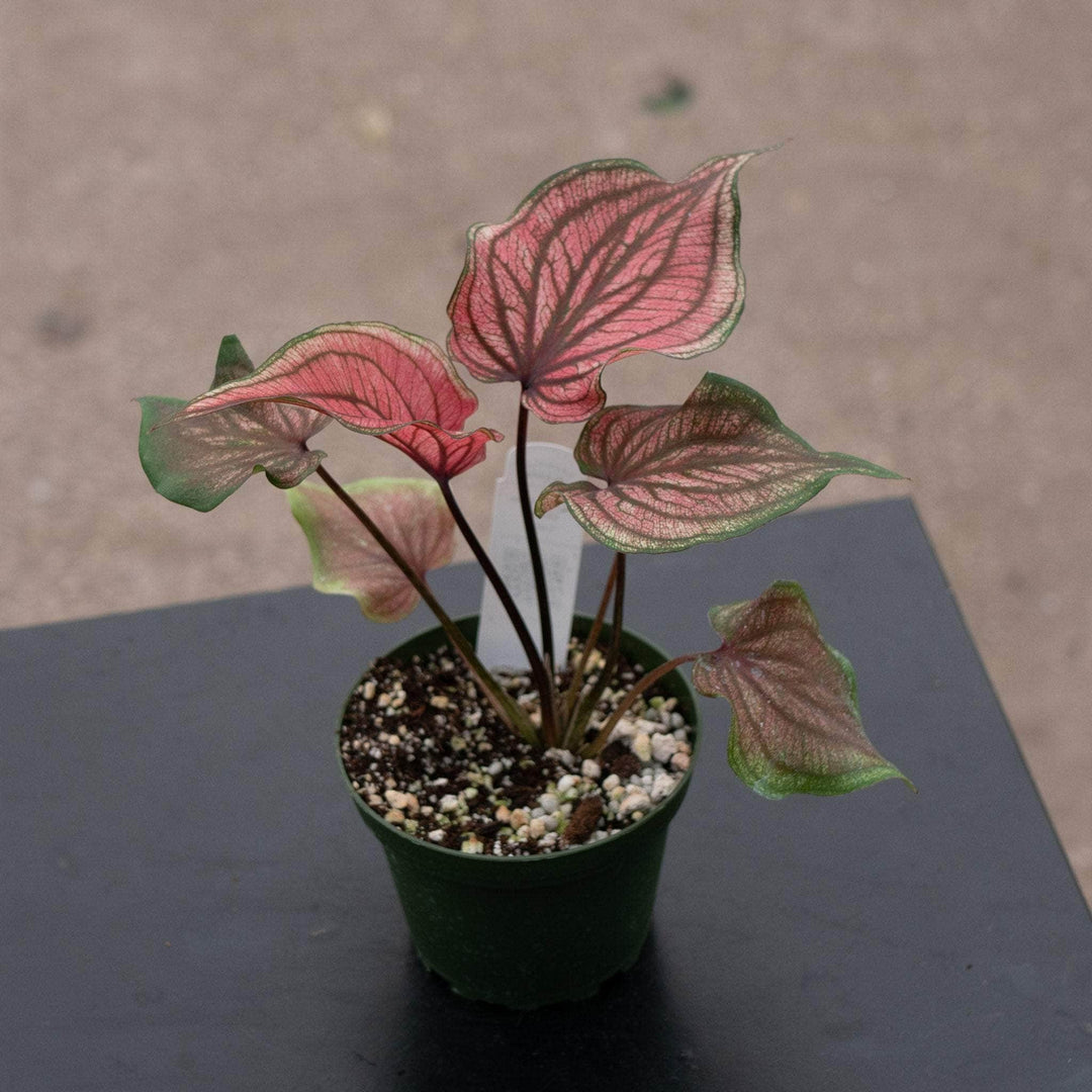 Gabriella Plants 4” Caladium bicolor ‘Lucia’