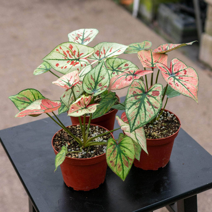 Gabriella Plants Caladium 4" Caladium bicolor 'Strawberry Heart'