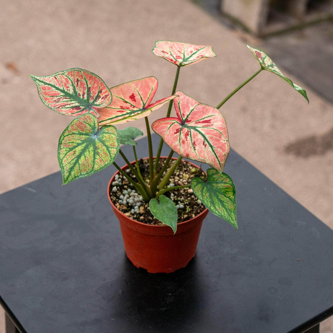 Gabriella Plants Caladium 4" Caladium bicolor 'Strawberry Heart'