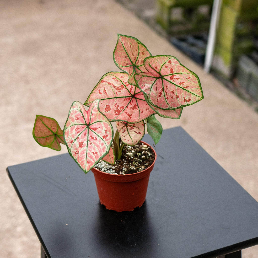 Gabriella Plants Caladium 4" Caladium bicolor 'The Scarlet Girl'