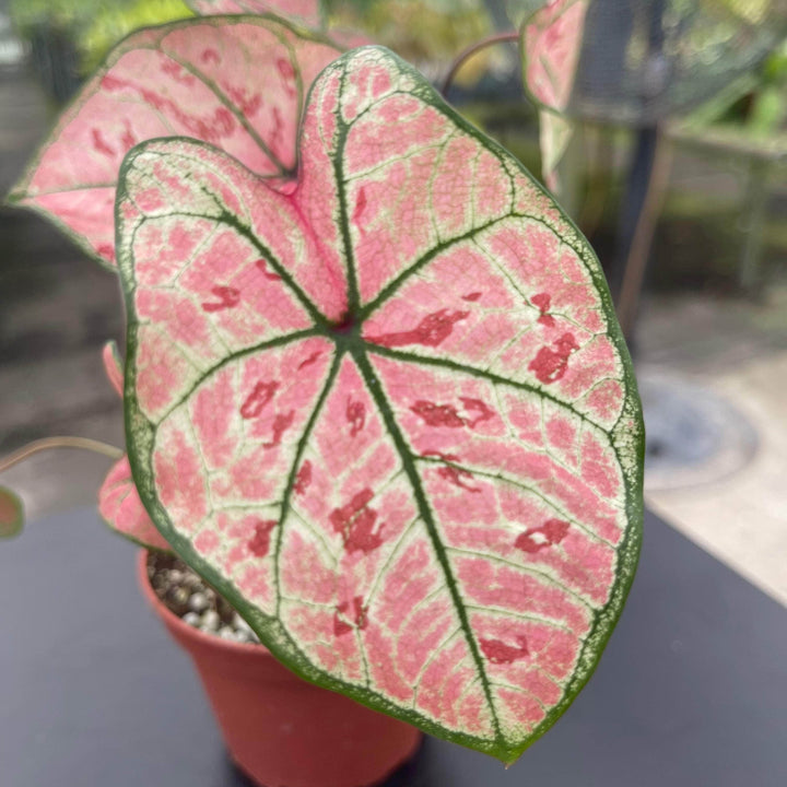 Gabriella Plants Caladium 4" Caladium bicolor 'The Scarlet Girl'