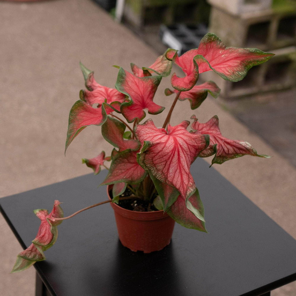 Gabriella Plants Other 4" Caladium 'Fairytale Princess'