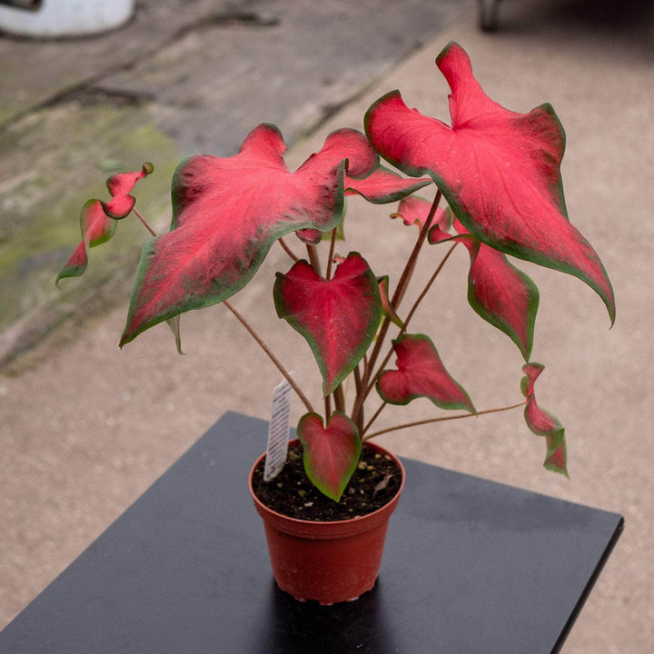 Gabriella Plants Other 4" Caladium 'Fairytale Princess'