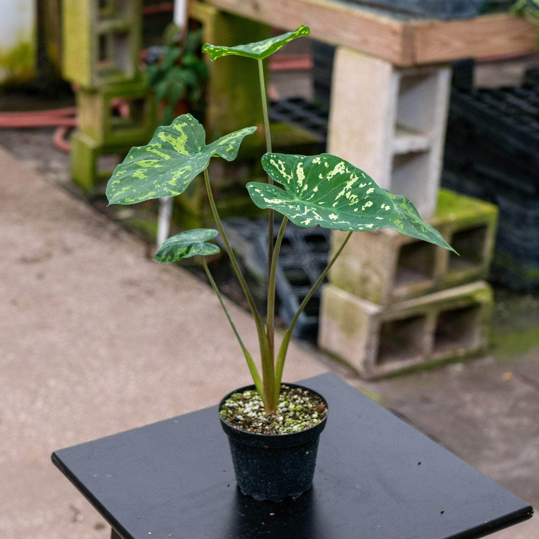 Gabriella Plants Alocasia 4" Caladium praetermissum 'Hilo Beauty'