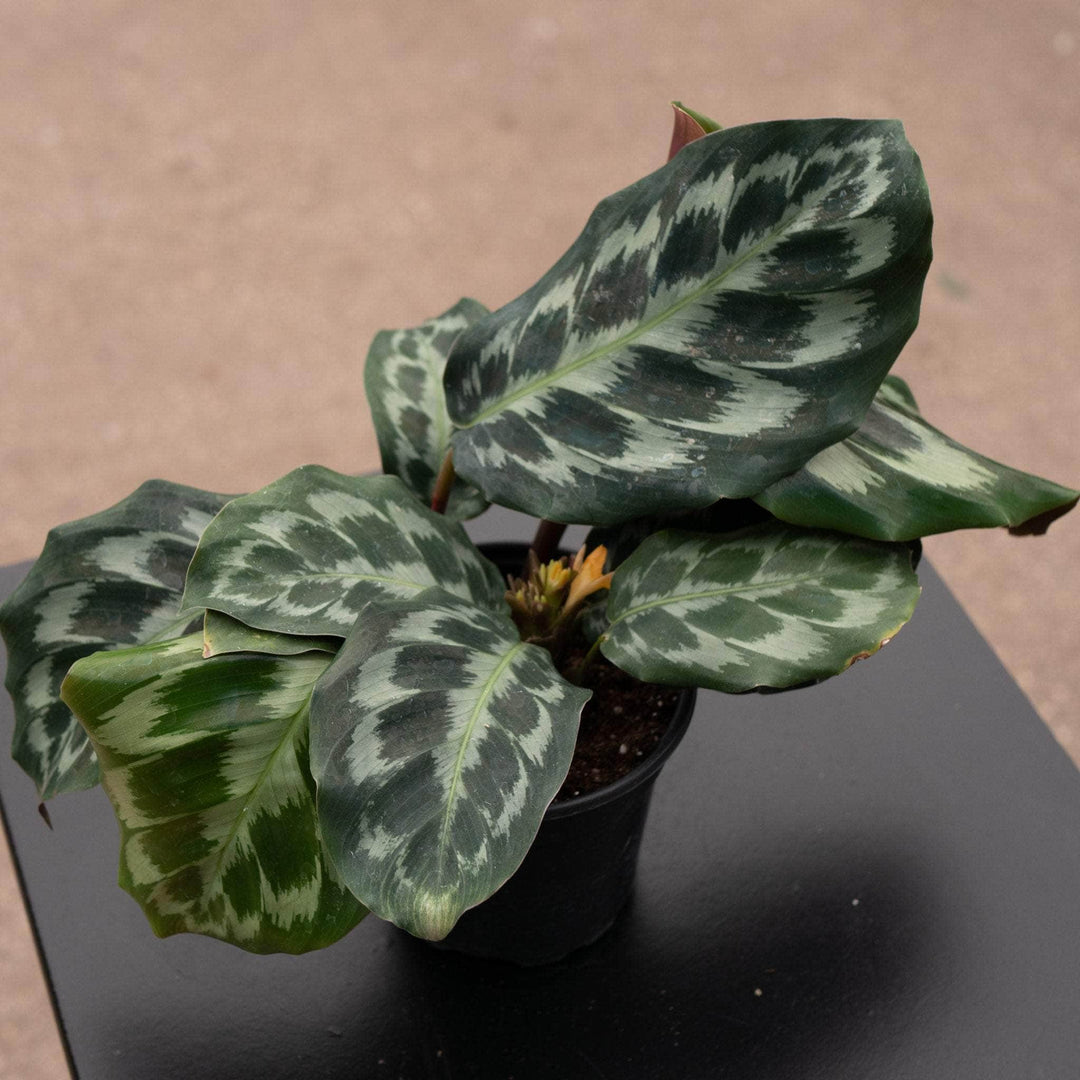 Gabriella Plants Calathea 4" Calathea dressleri 'Helen Kennedy'