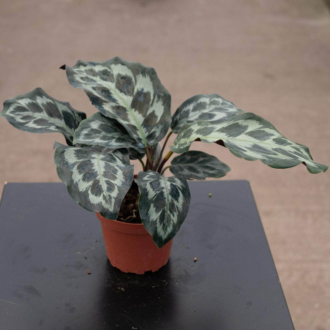 Gabriella Plants Calathea 4" Calathea dressleri 'Helen Kennedy'