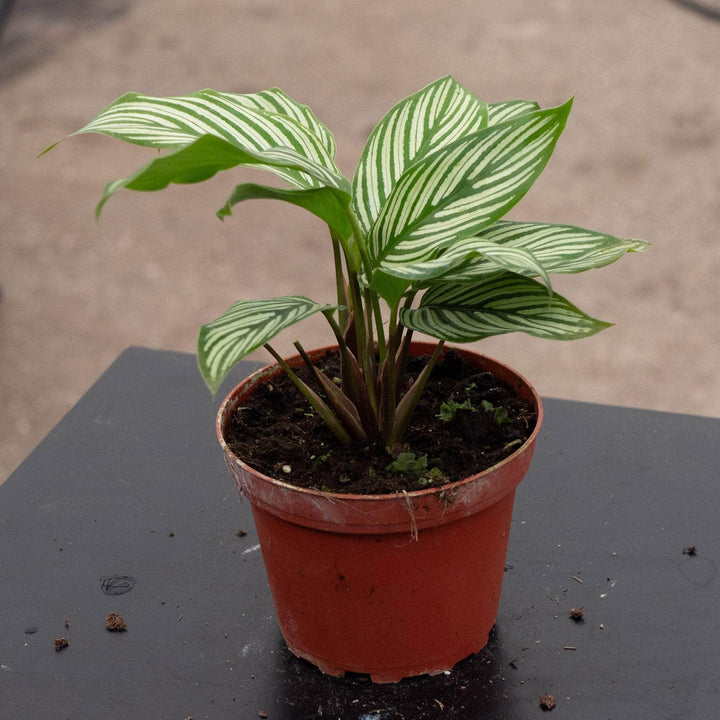 Gabriella Plants Other Calathea elliptica 'Vittata'