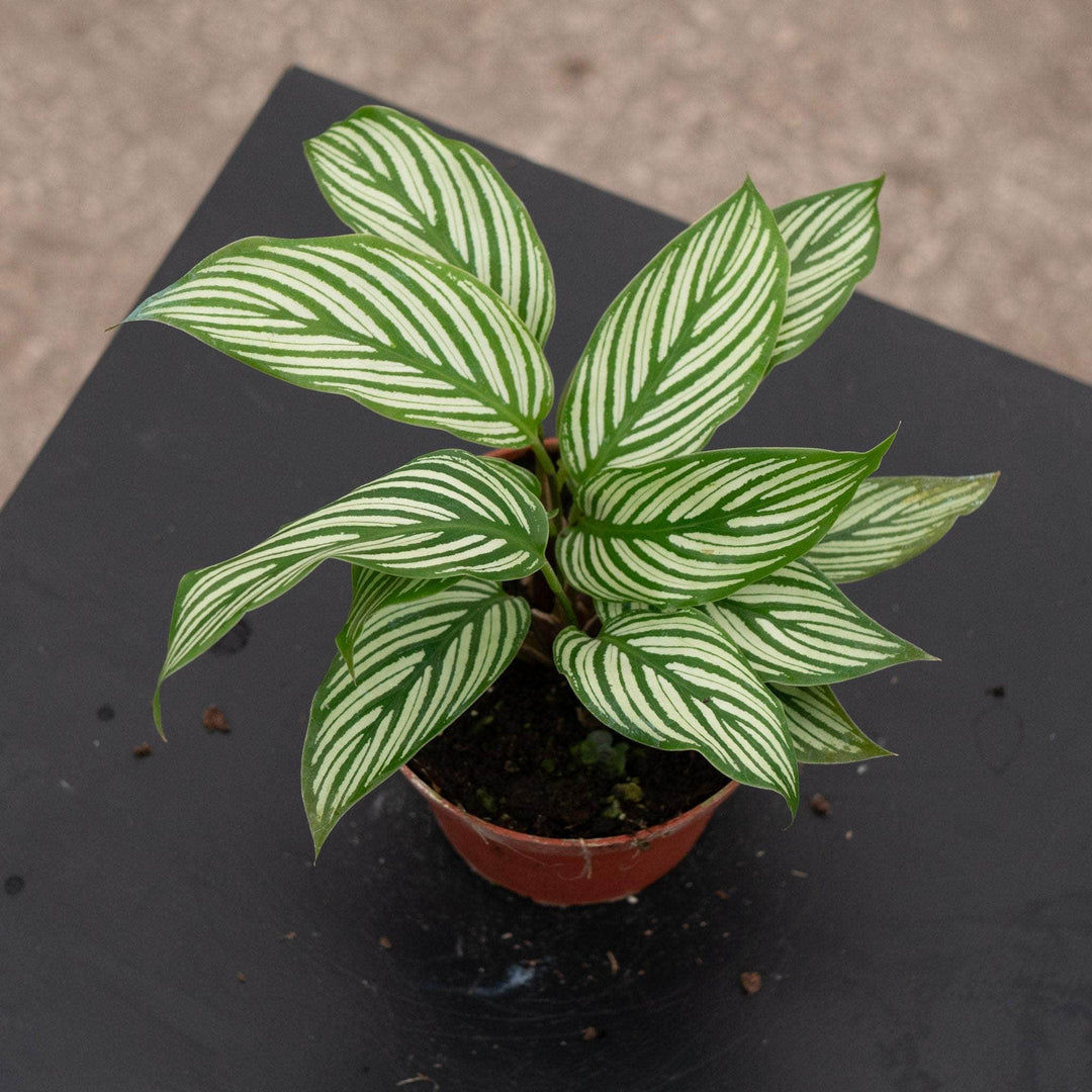 Gabriella Plants Other Calathea elliptica 'Vittata'