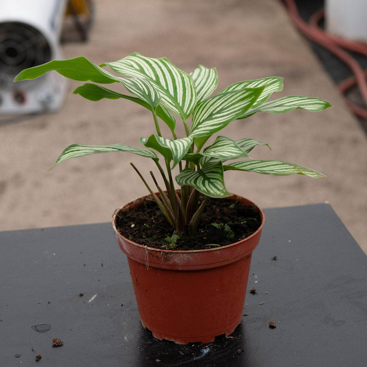 Gabriella Plants Other Calathea elliptica 'Vittata'