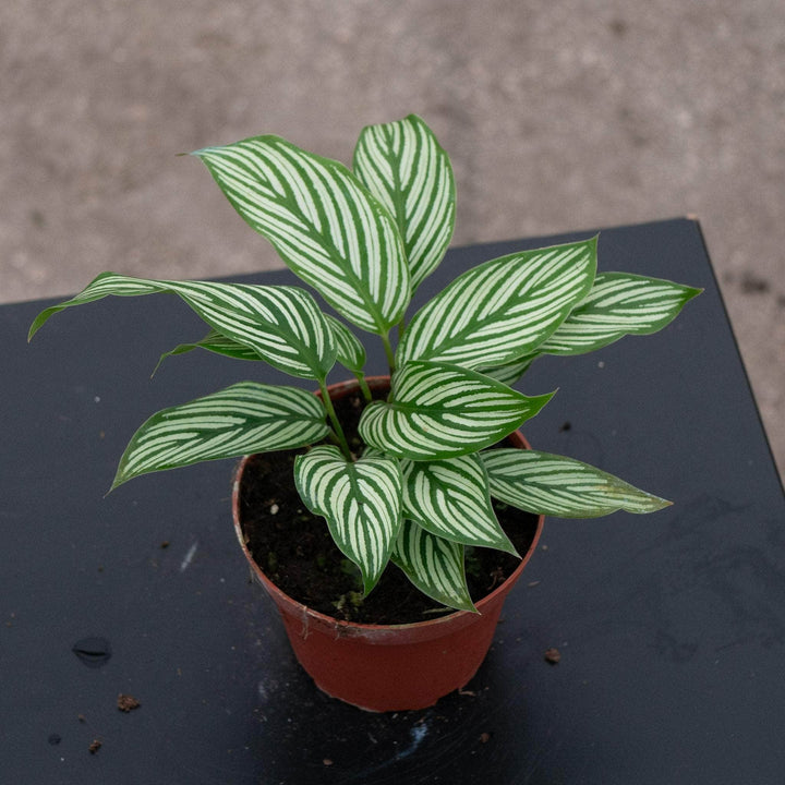 Gabriella Plants Other Calathea elliptica 'Vittata'