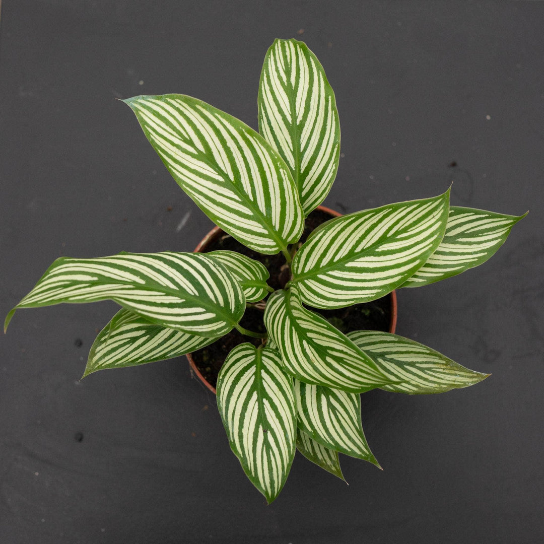 Gabriella Plants Other Calathea elliptica 'Vittata'