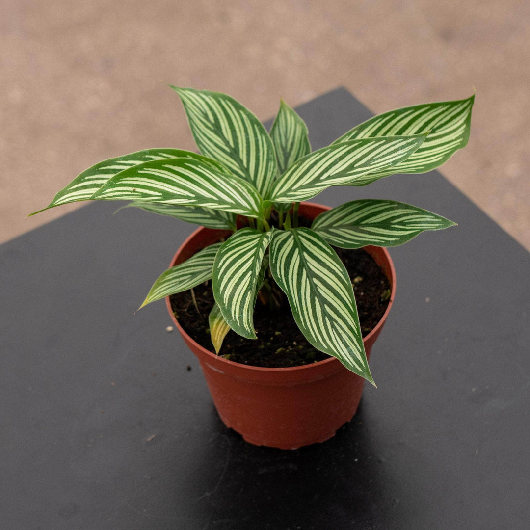 Gabriella Plants Other 4" Calathea elliptica 'Vittata'