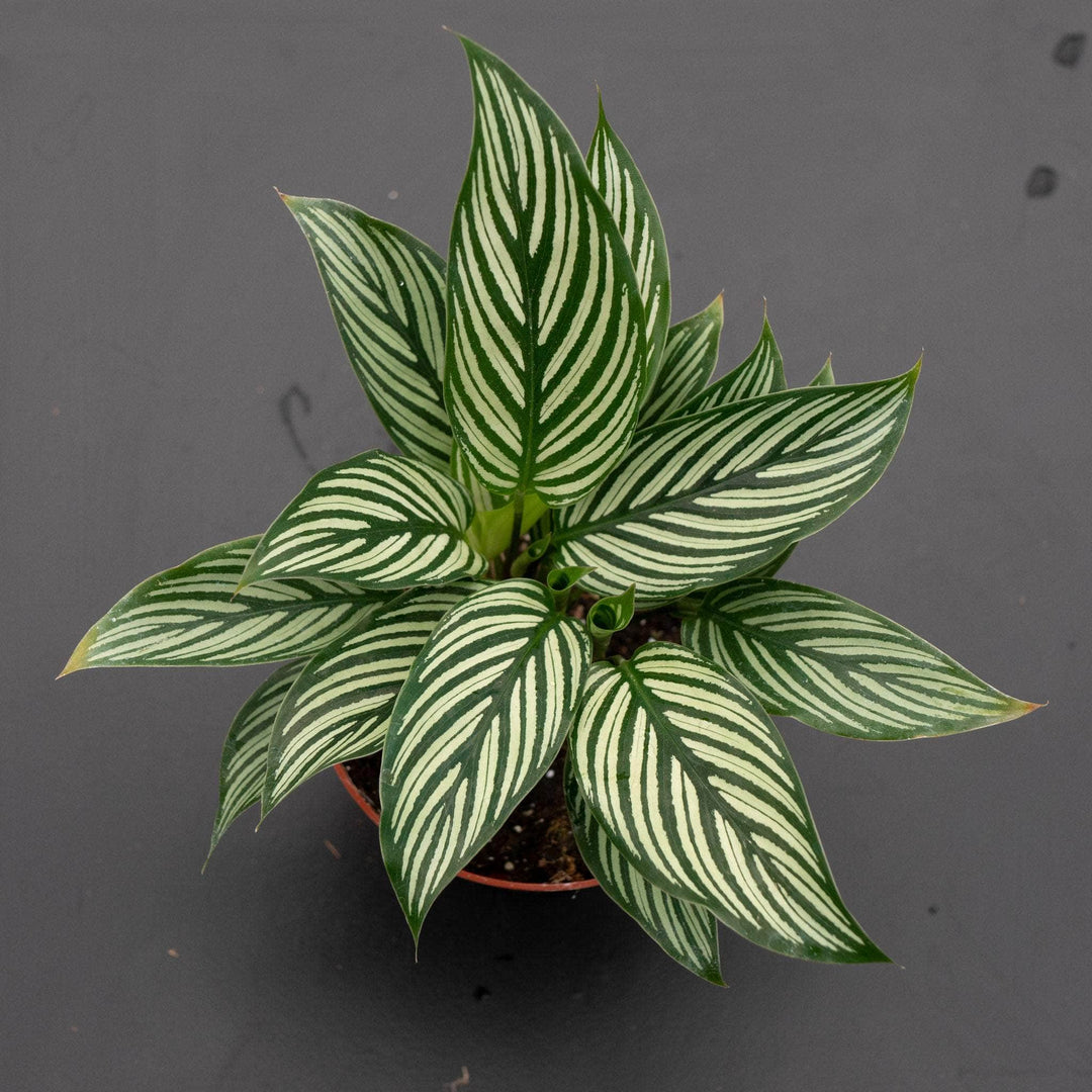 Gabriella Plants Other Calathea elliptica 'Vittata'